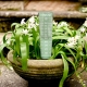 Measure rainfall and monitor how much water your garden receives with the Hoselink Rain Gauge. The clear calibrated tube makes rainfall levels easy to read