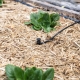 Water pots