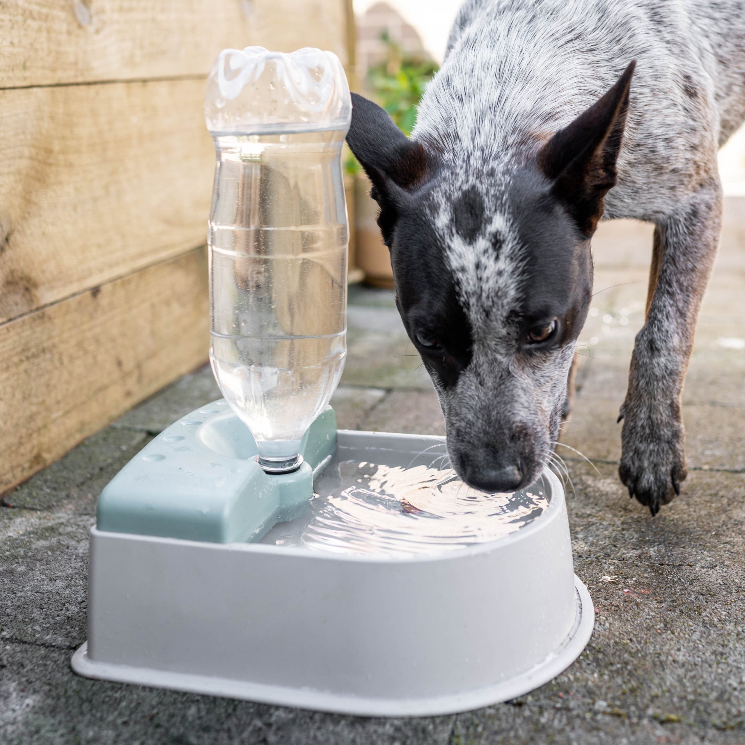 Set up a convenient self-replenishing outdoor water station with the Hoselink Auto-Fill Pet Bowl